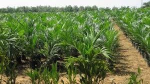 Indonesia juga membuat komitmen kepada uni eropa melalui proyek minyak kelapa sawit berkelanjutan eropa tahun 2015. Waspada Penyakit Busuk Pucuk Serang Tanaman Sawit Muda