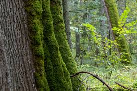Belarus is known for its pristine wilderness, forests and marshes. Wisent Safari Im Urwald Bialowieza Mit Dem Wohnmobil