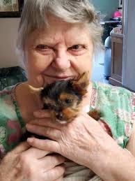 Thank you Rose Roark (Grandma Rosie's Yorkies) for bringing in your adorble  puppies.