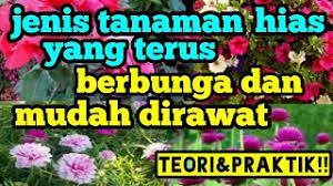 Tanaman hias bunga tanaman bunga aglaonema paket 17 aneka macam jenis. Jenis Tanaman Hias Yang Terus Berbunga Dan Mudah Dirawat Youtube