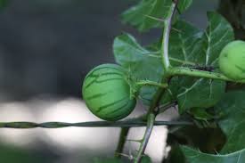 Image result for Solanum capsicoides