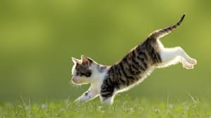 Kitten Cat Cute 4k Horizontal Dancing Cat Dancing Animals Cats