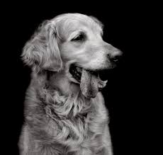 Golden retriever mix puppies northern california. Shelter Dogs Photographed In Finding Home By Traer Scott Time