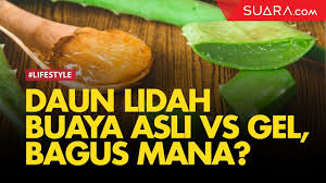 Check spelling or type a new query. Daun Lidah Buaya Asli Vs Produk Gel Lebih Baik Mana Youtube