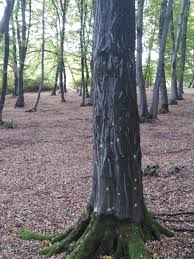 Pădurea hoia este o pădure situată la vest de municipiul hoia a început în sec. PÄƒdurea Hoia Baciu Spirite Ale Ariendra Dagoz Family Facebook