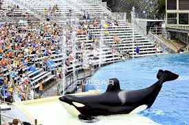 Sea World - Show da baleia Shamu - Estado da California | Pulsar Imagens |  Banco imagens do Brasil