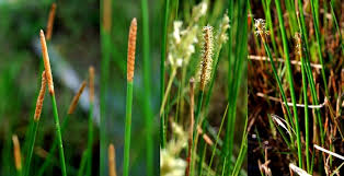 Image result for Eleocharis setifolia