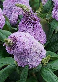 Water needs for this butterfly bush are average but be sure not to overwater. 9kt0ug552kbxym