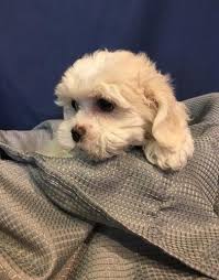 Zuchon puppies for sale in iowa. Shichon Puppy For Sale Adoption Rescue For Sale In Knoxville Iowa Classified Americanlisted Com