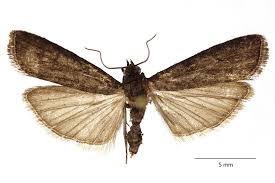 Image result for Pyla fusca