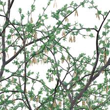 Image result for Acacia mellifera