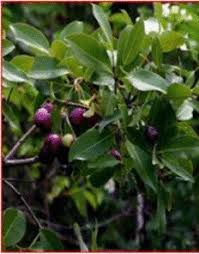 Image result for Embelia schimperi