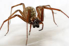 Image result for große winkelspinne biss haut reaktion