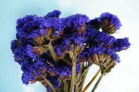 The tall flower stalks of verbena bearing a cluster of stunning purple blooms growing in a mass create a scenic vista. Pin By Ruth At Daisyshop Co Uk On Dried Flower Bunches Dried Flowers Flowers Seasonal Flowers