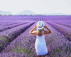 Image of Lavender Fields of Valensole, Provence France