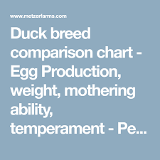 Duck Breed Comparison Chart Egg Production Weight