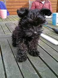 Pin On Dogs