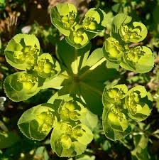 Image result for Euphorbia granulata