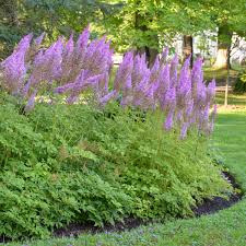 Astilbe Chinensis Purple Candles Purpurkerze Walters