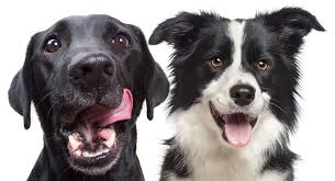 Check spelling or type a new query. Border Collie Lab Mix Breed Information Center Discover The Borador