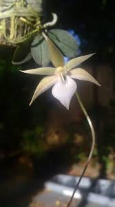 Image result for Aerangis montana