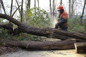 Cleaning Up After A Storm Worker With Chainsaw Sawing A Fallen Tree Ad Worker Storm Cleaning Chainsaw Stock Images Autumn Trees Stock Images Free