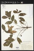 Image result for Lannea asymmetrica