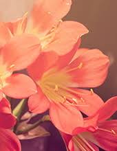 Obituary information for Mary Katherine Rider