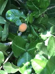 Image result for Garcinia livingstonei