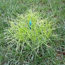 Image result for Poa