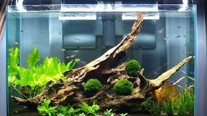 Bagus mana ya jika dibandingkan dengan kaca? Daftar Harga Aquarium Kaca Untuk Ikan Hias Ikan Hias Air Tawar Laut Dan Aquarium