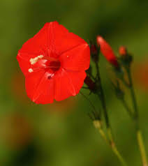 Image result for Ipomoea hederifolia