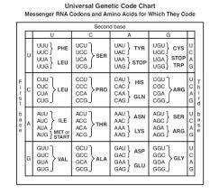 Dna To Mrna Translation Chart Best Picture Of Chart