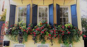 Make easy winter window boxes 13 photos. The Best Cascading Flowers For Window Boxes Hooks Lattice Blog
