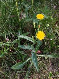 Image result for Sonchus wilmsii