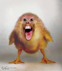 See more ideas about photoshopped animals, animal mashups, creatures. Pin On What The Bleep