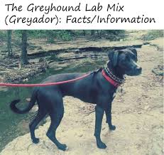 Black And White Greyhound Mix The Greyhound Lab Mix Greyador Facts Information How To Train Your Dog Lab Mix Greyhound Breed Black Labrador Retriever