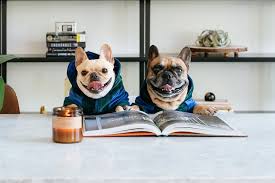 The breed is the result of a cross between toy bulldogs imported from england and local ratters in paris, france, in the 1800s. Frenchie Bulldog Official Site Harnesses Leashes More