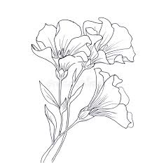 Download Line Ink Drawing Of Flower Stock Illustration Image 62588984 Flower Line Drawings Pencil Drawings Of Flowers Flower Drawing