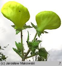 Image result for Calceolaria tripartita