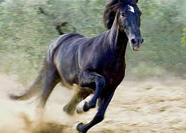 All black horse team will be happy to welcome you. Cheval Noir Au Galop Cheval Galop Cheval Galop