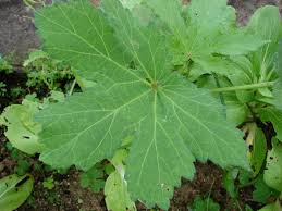 Image result for Abelmoschus esculentus