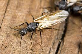 Unlike termites, they do not consume wood; What Do Carpenter Ants Look Like Carpenter Ants Identification