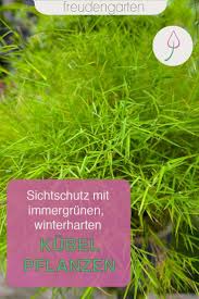 Die pflanzen sollen in 20l kübel mit rankhilfe gepflanzt werden. Immergrune Kubelpflanzen Kubelpflanzen Winterhart Kubelpflanzen Pflanzen