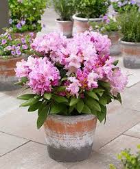 Rhododendron In 2020 Rhododendron Plant Plants Rhododendron