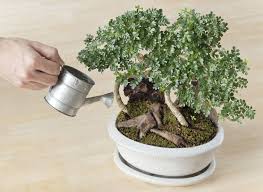 Due to its easy indoor maintenance, this little fellow can spruce up any living room. How To Take Care Of Bonsai Ferns N Petals