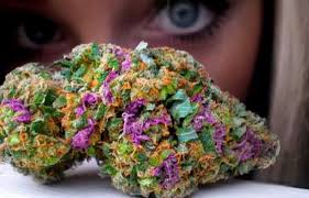 After use, weed reaches the hair follicles via small blood vessels. The Color Of Weed What Does It Mean