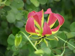 Image result for Littonia