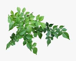 Download Png Leaf Branch Png Gif Base