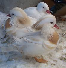 Aix Galericulata Mandarin Duck White Mutation Rare Albino Animals Albino Animals Beautiful Birds